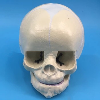 1 шт. Модель черепа младенца 30 недель Исследование патологии модели черепа плода для медицинских