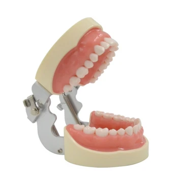 32 Съемная модель мягкого зуба Стоматолог Винир Препарирование зубов Ортодонтическое обучение Практика Продукт для обучения