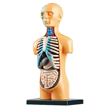 3D съемная анатомическая модель тела туловища человека для образования Игрушка Обучение структуре человеческого тела для ребенка Ребенок Студент