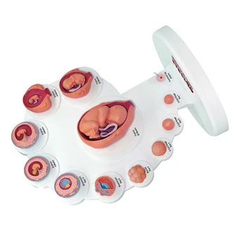 4D Развитие человеческого эмбриона Анатомическая модель Орган роста плода Обучение Alpinia Собранные игрушки