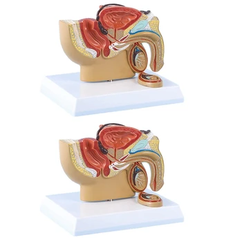 4X 1:2 Модель мужской тазовой сагиттальной секции Тестикулярная простата, мочевой пузырь, ректальная мочевыделительная система