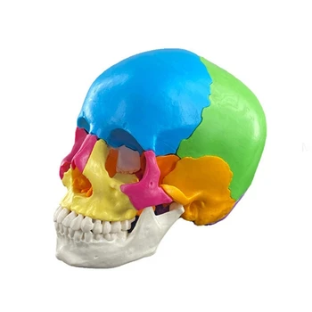Анатомическая цветная модель черепа человека в разобранном виде Анатомическая модель человеческих органов Съемная научная анатомическая модель для дропшиппинга