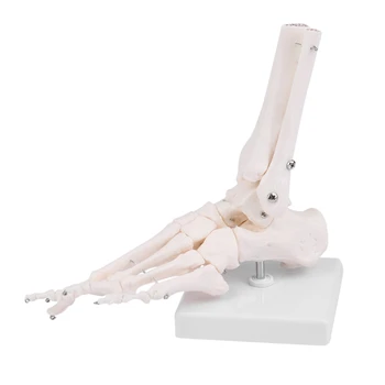 Анатомия скелета человека Модель стопы и голеностопного сустава с голенищем Анатомическая модель анатомической модели