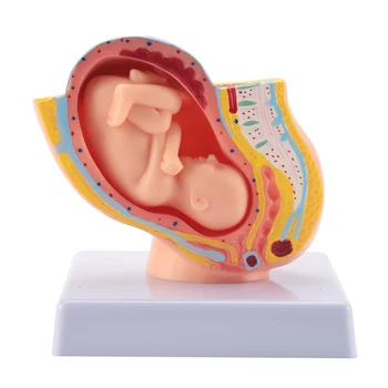 Беременность человека Развитие плода 9-й месяц Эмбриональная модель органов малого таза Плод Плод Анатомия беременности Модель плаценты