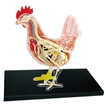 Красно-белая курица 4D Мастер Головоломка Сборка игрушки Биология животных Орган Анатомическая модель