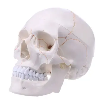 Модель человеческого черепа в натуральную величину Анатомическая анатомия Медицинский учебный скелет для Hea